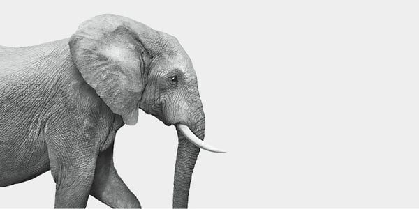 Elephant_600x300