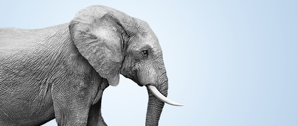 Header_Elephant